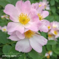 Шиповник собачий :: Игорь Сарапулов Шиповник собачий :: Игорь Сарапулов