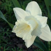 Вспоминая апрель... :: Syntaxist (Светлана)