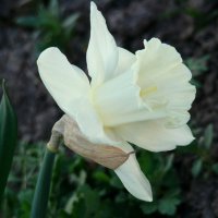 Вспоминая апрель... :: Syntaxist (Светлана) Вспоминая апрель... :: Syntaxist (Светлана)