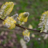 Весны цветенье... :: Николай Гирш
