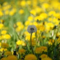 .. :: Ninell Nikitina