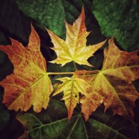 **** :: Алексей Архипов