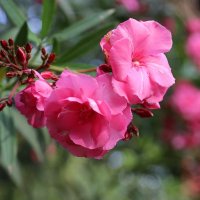 Олеандр. :: Оля Богданович Олеандр. :: Оля Богданович