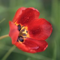 * :: Svetlana Galvez