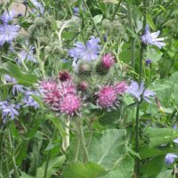 Репейник и цикорий :: Дмитрий Никитин