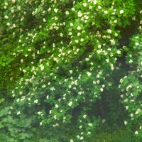 Рябина вся цвету... :: Юрий Куликов