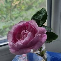 Вечернее настроение :: Наталья 