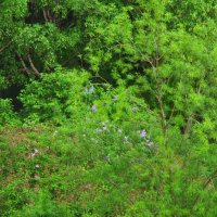 Сирень только начала... :: Юрий Куликов Сирень только начала... :: Юрий Куликов