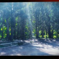 Майско-июньский лес. :: Игорь Солдаткин