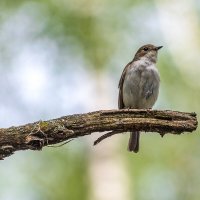 Мухоловка. :: Анатолий. Chesnavik.