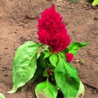 Целозия :: Андрей Снегерёв Целозия :: Андрей Снегерёв