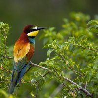 *** :: Валерий Черняк