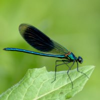 Красотка блестящая (лат. Calopteryx splendens), самец :: Сергей Владимирович Егоров