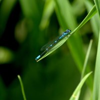 Стрелка изящная (лат.Coenagrion pulchellum) :: Сергей Владимирович Егоров Стрелка изящная (лат.Coenagrion pulchellum) :: Сергей Владимирович Егоров