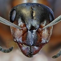 . :: Игорь Осипов . :: Игорь Осипов