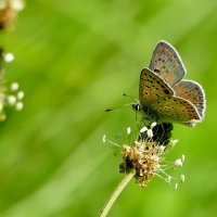 Бабочки, снятые вчера 2 :: Александр Прокудин Бабочки, снятые вчера 2 :: Александр Прокудин