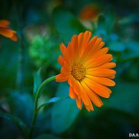 Календула. :: Александр Дмитриев