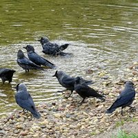 У галок "банный день". :: Милешкин Владимир Алексеевич 