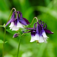 Городские цветы (аквилегии). :: Милешкин Владимир Алексеевич 