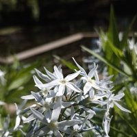 Звездчатое лето :: Pippa 