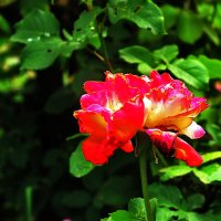 Розочка :: Юрий Гайворонскiий