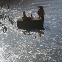 двое :: Галина R... двое :: Галина R...