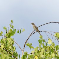 ? :: юрий макаров