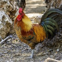 Хозяин поляны. :: Alexander Amromin Хозяин поляны. :: Alexander Amromin