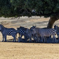 ... Тоже жарко ... :: Alexander Amromin