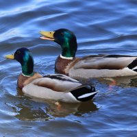 "Улыбайся,нас снимают" :: Владилен Панченко