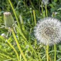 Сова и жаворонок :: Валерий Иванович
