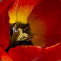 Тюльпан :: Андрей + Ирина Степановы