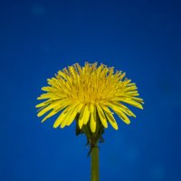 Одуваньчик :: Андрей + Ирина Степановы