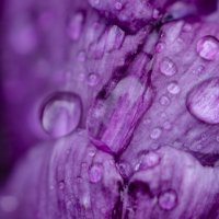 Капельки тюльпана :: Андрей Щетинин