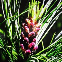 Цветение кедра :: Людмила Смородинская