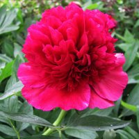 Пион зацвёл :: Людмила Смородинская Пион зацвёл :: Людмила Смородинская