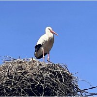 Аист. :: Валерия Комова