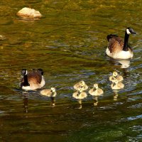 На прогулку :: Юрий. Шмаков На прогулку :: Юрий. Шмаков