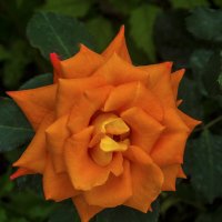Оранжевая роза  Флорибунда :: Валентин Семчишин