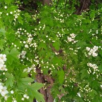 май :: Елена Шаламова