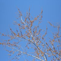 так начинался апрель :: Елена Шаламова