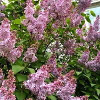 До свидания, цветущий май! :: Елена Семигина До свидания, цветущий май! :: Елена Семигина