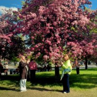 С последним весенним деньком! :: Татьяна Помогалова