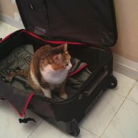 Не уезжаете! :: Светлана Хращевская Не уезжаете! :: Светлана Хращевская