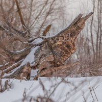 Шаман :: Татьяна Гузева