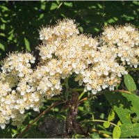 Рябиновый цвет :: Валентин Котляров