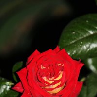 ... :: Константин Штарк ... :: Константин Штарк