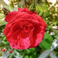 Роза :: Игорь Сарапулов Роза :: Игорь Сарапулов