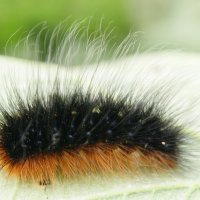 Гусеница. :: сергей ермошкин Гусеница. :: сергей ермошкин