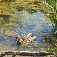 Ботанический сад 03 :: Олег Манаенков